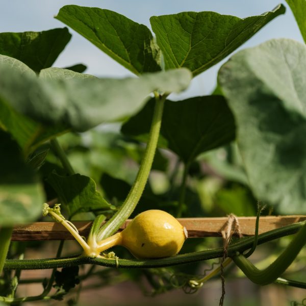 Produce