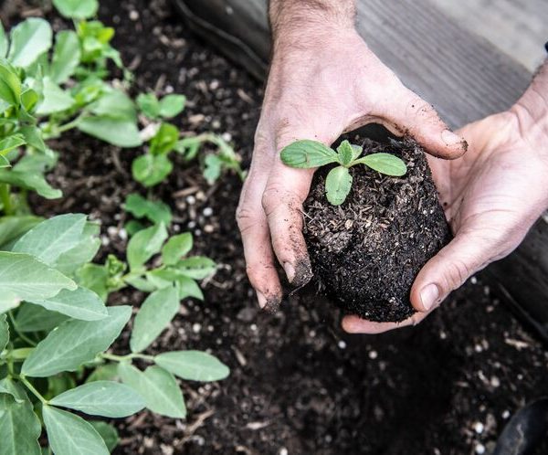 Menu Composting