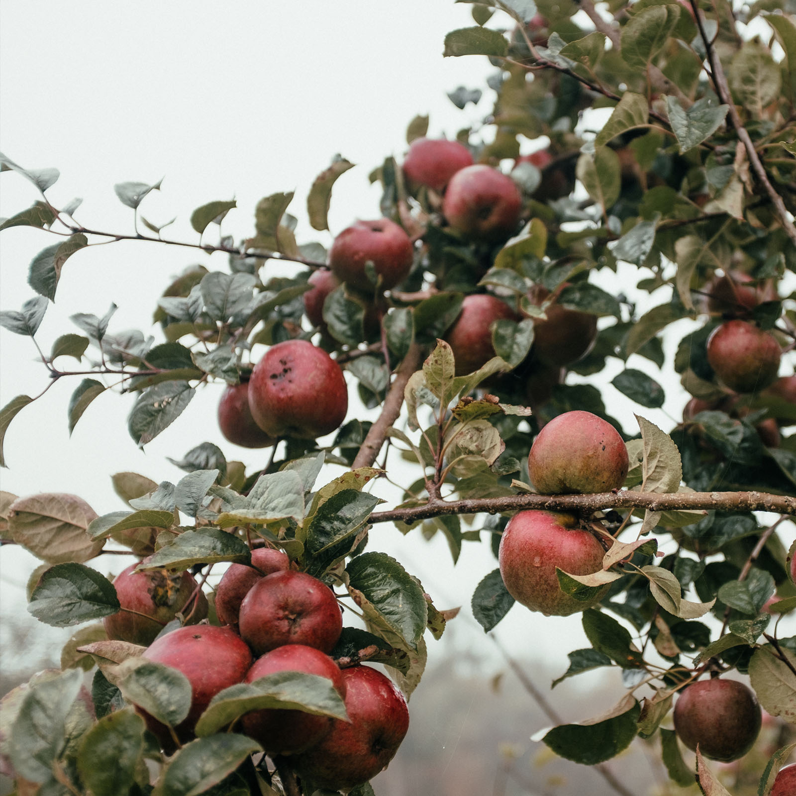 apples_01