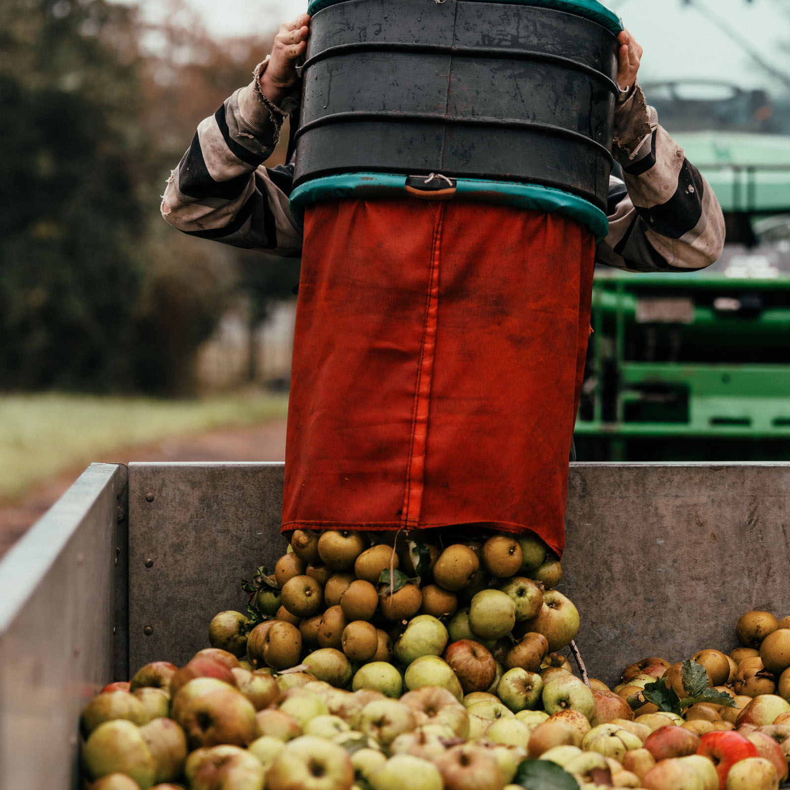 apples_02