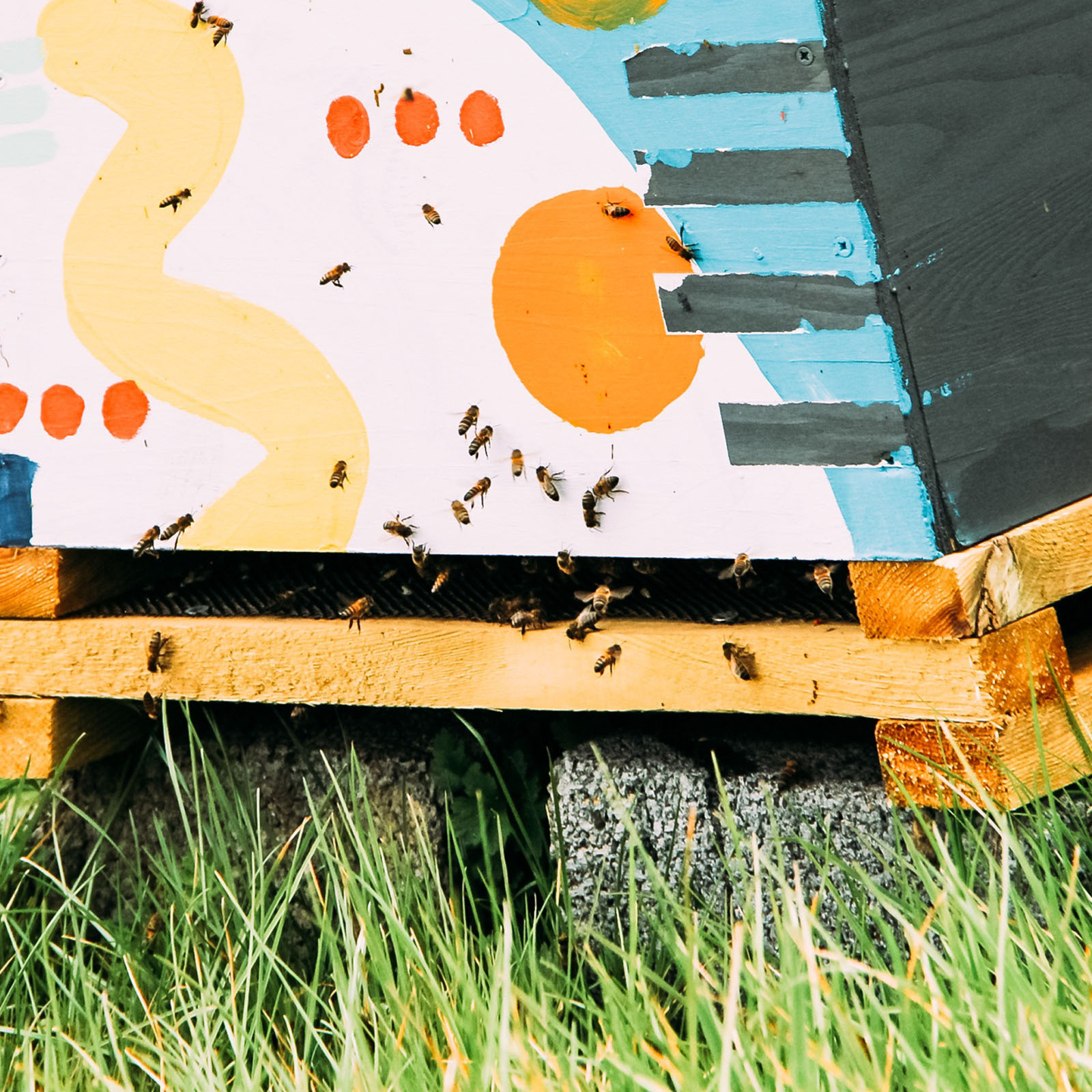 bees_01
