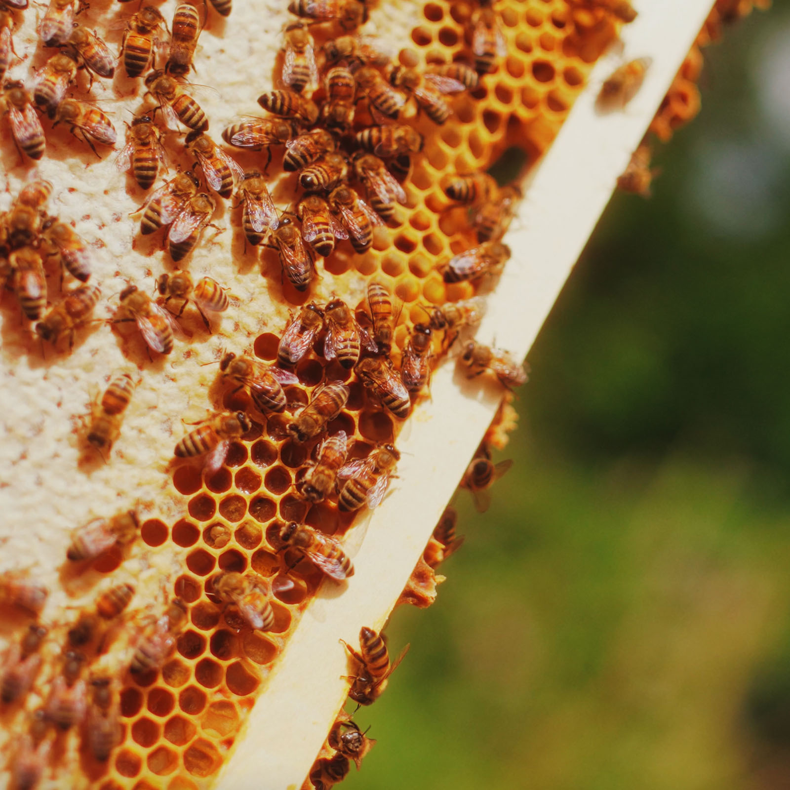 bees_03