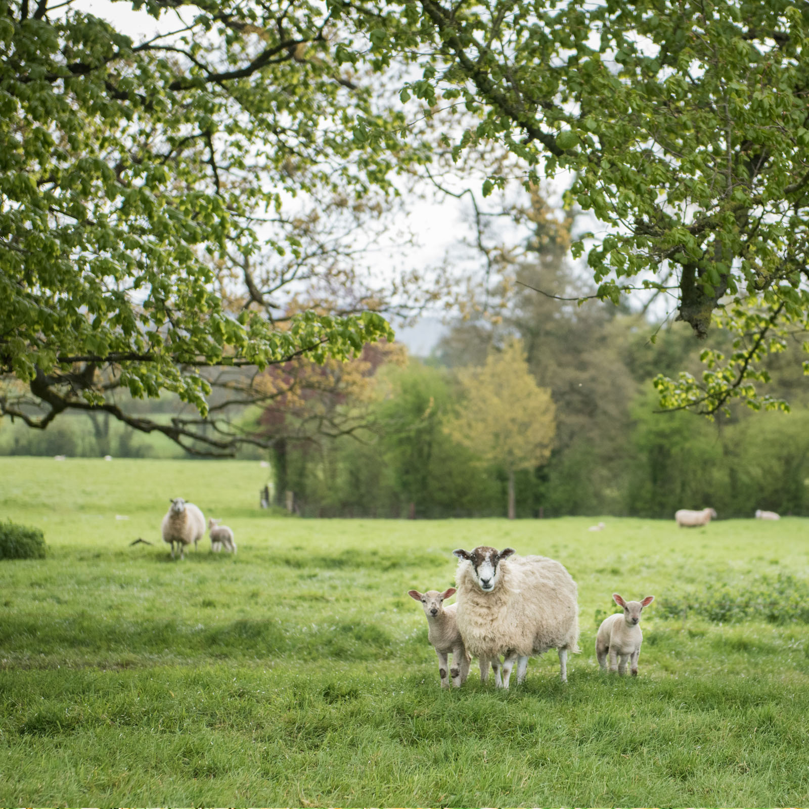 livestock_01