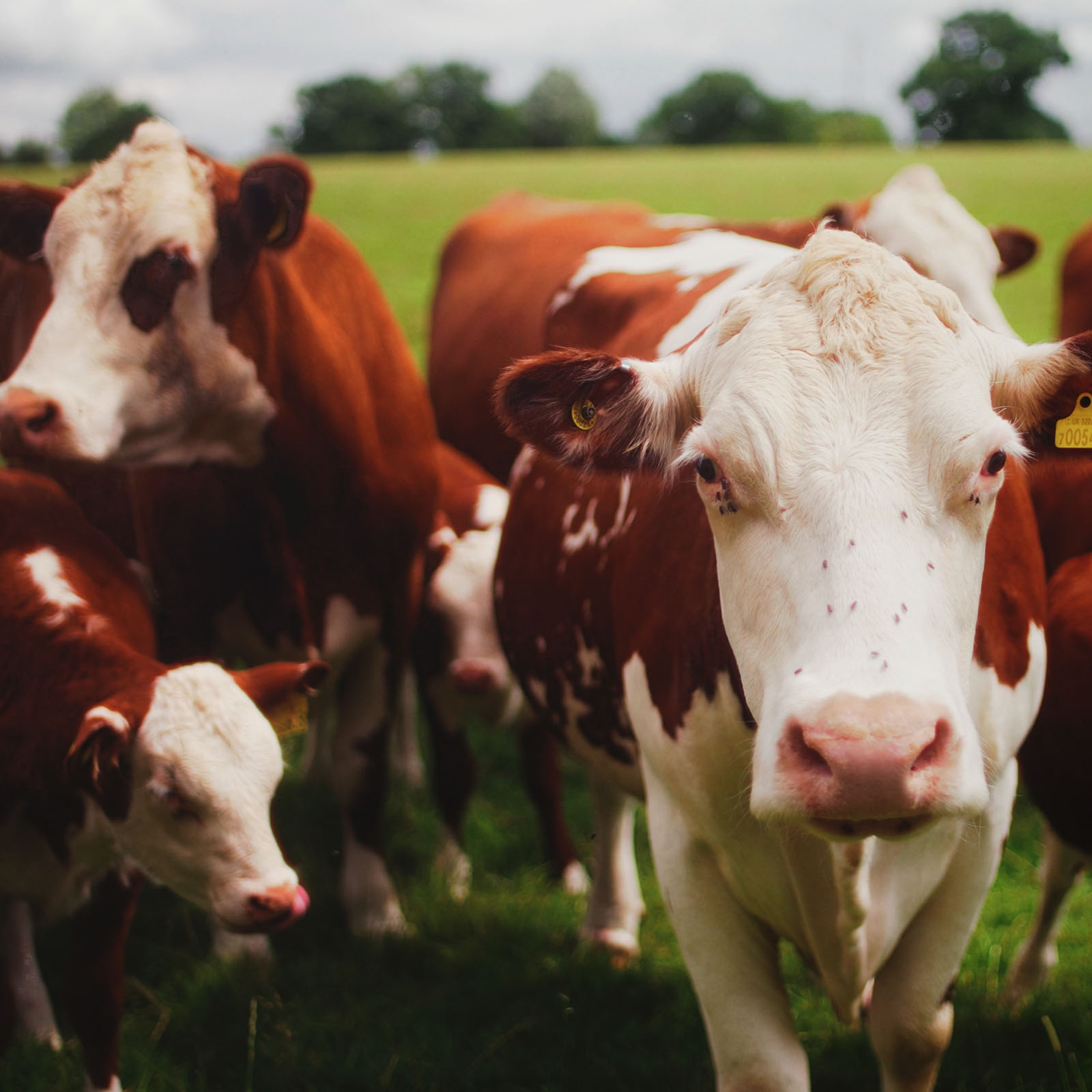 livestock_02