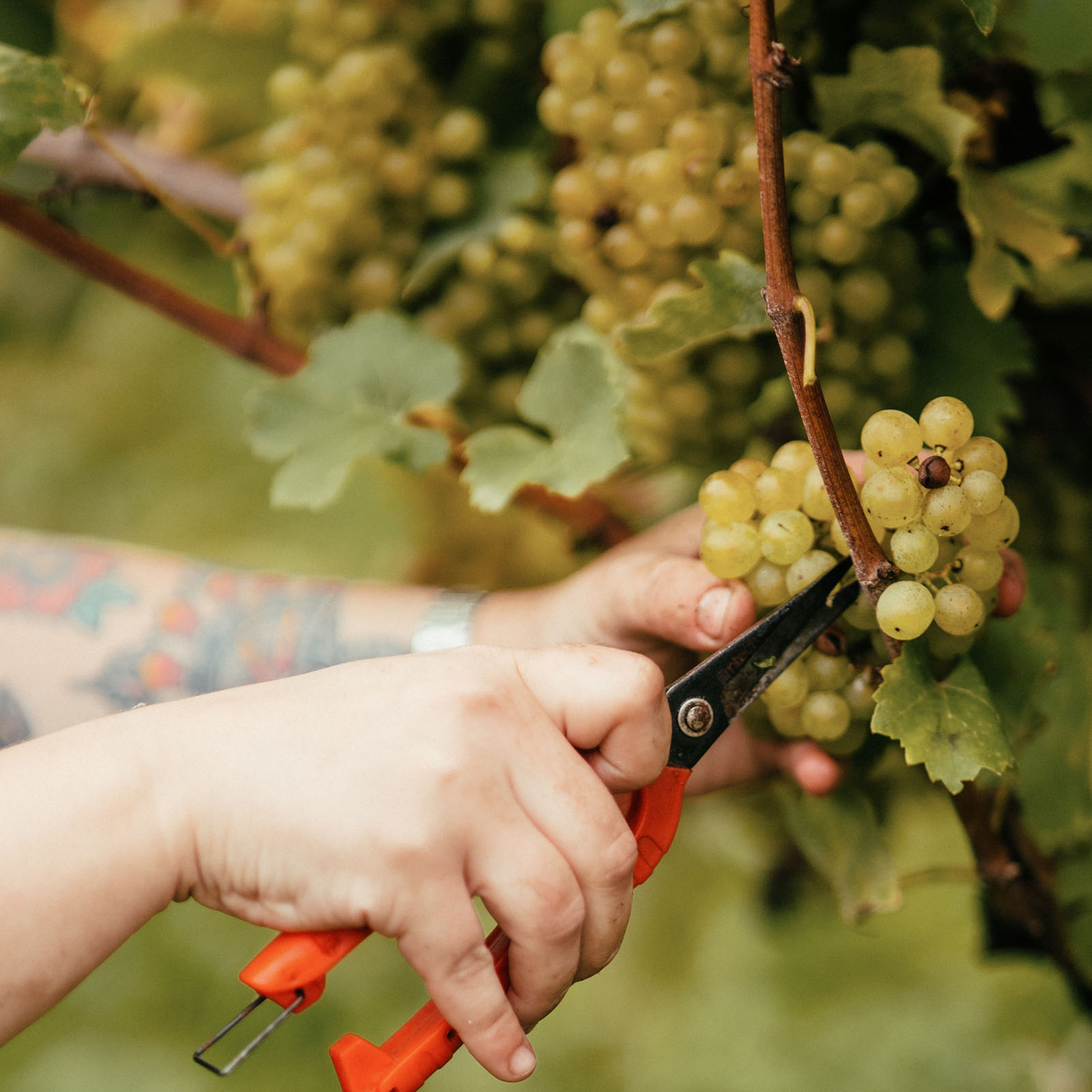 vineyard